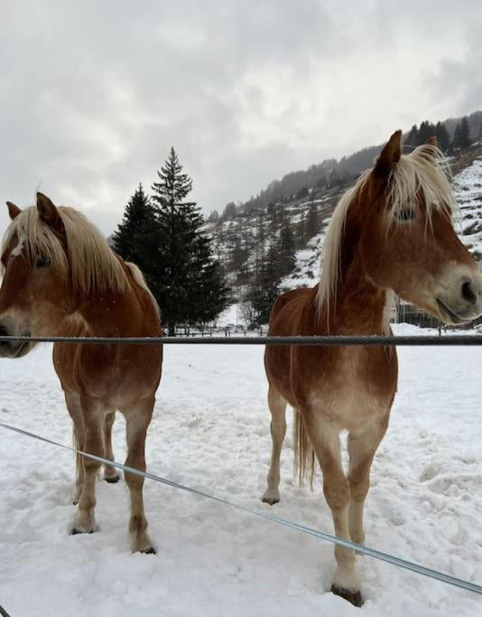 Petit Bijou - Corbet - Monolocale Con Divano Letto In Soggiorno - Massimo 3 Persone Champoluc Esterno foto